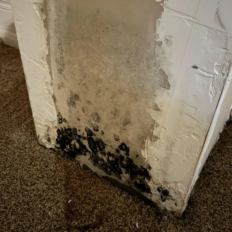Professional Mold Removal in Manchester, WI